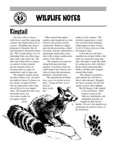 WILDLIFE NOTES Ringtail Other animals that appear similar to the ringtail are its close relatives, the raccoon and the coatimundi. Both have striped