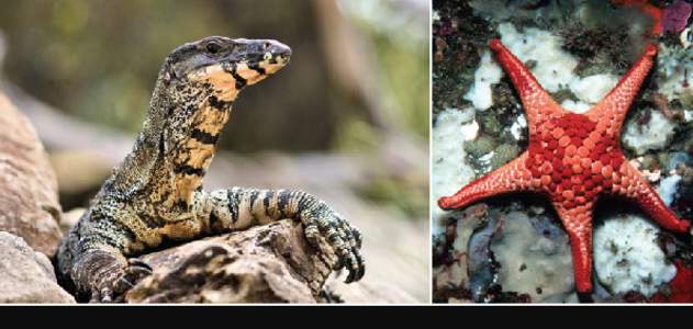 Photos: Lace Monitor (Goanna), Varanus varius, by Roger Smith. Ocellate Sea Star, Nectria ocellata, by CSIRO. The Atlas of Living Australia is a collaboration between O The Commonwealth Scientific and Industrial Researc