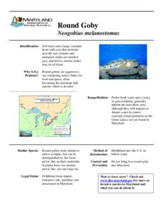 Round Goby Neogobius melanostomus Identification Soft body and a large, rounded head with eyes that protrude