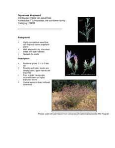 Squarrose knapweed Centaurea virgata var. squarrosa Asteraceae = Compositae, the sunflower family Category: EDRR  Background: