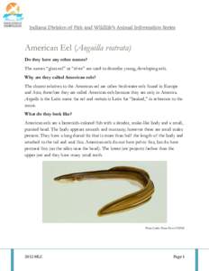 Indiana Division of Fish and Wildlife’s Animal Information Series  American Eel (Anguilla rostrata) Do they have any other names? The names “glass eel” or “elver” are used to describe young, developing eels. Wh