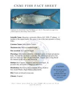 CNMI FISH FACT SHEET  Specimen was obtained from Asins’ Fish Market onThis sample was caught in the Saipan Lagoon by spear fishing. Photo by DFW.  Scientific Name: Megalops cyprinoides (Myers, R.F. 1999, 3rd