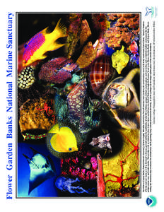 Taxonomy / Flower Garden Banks National Marine Sanctuary / Coral / Moray eel / Manta ray / Coral reefs / Fish / Physical geography