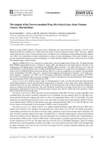 Microhyla fissipes / Geography of Vietnam / Phong Nha-Ke Bang National Park / Zoology / Tadpole / Frog / Quang Binh Province / Asia / Microhyla