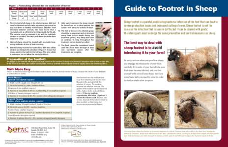 6. Trim the feet of all sheep in the infected group. ALL feet must be trimmed and all cracks, pockets or tracts must be dug out down to healthy normal tissue. Disinfect hoof trimmers between animals. We have found that a