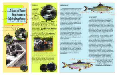 A GUIDE TO VIEWING RIVER HERRING IN COASTAL MASSACHUSETTS What Happens?