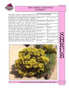 Ericameria / Ericameria laricifolia / Pruning