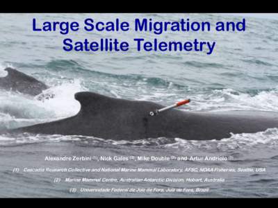 Large Scale Migration and Satellite Telemetry Alexandre Zerbini (1), Nick Gales (2), Mike Double (2) and Artur Andriolo[removed]Cascadia Research Collective and National Marine Mammal Laboratory, AFSC, NOAA Fisheries, Se