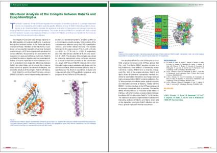 6 Biological Science  PF Activity Report 2008 #26 Structural Analysis of the Complex between Rab27a and Exophilin4/Slp2-a