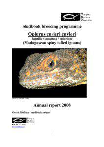 Studbook breeding programme  Oplurus cuvieri cuvieri