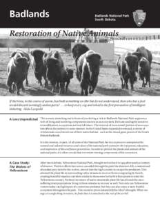 Badlands  Badlands National Park South Dakota  Restoration of Native Animals