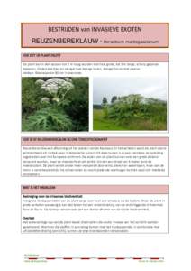 BESTRIJDEN van INVASIEVE EXOTEN REUZENBEREKLAUW - Heracleum mantegazzianum HOE ZIET DE PLANT ERUIT? De plant kan in één seizoen tot 5 m hoog worden met hele grote, tot 3 m lange, scherp getande bladeren. Onderzijde bla