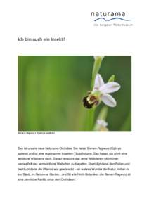 Ich bin auch ein Insekt!  Bienen-Ragwurz (Ophrys apifera) Das ist unsere neue Naturama-Orchidee. Sie heisst Bienen-Ragwurz (Ophrys apifera) und ist eine sogenannte Insekten-Täuschblume. Das heisst, sie ahmt eine