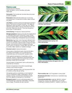 Pests of Trees and Shrubs  Fletcher scale Parthenolecanium fletcheri Order Hemiptera, Family Coccidae; soft scales Native pest
