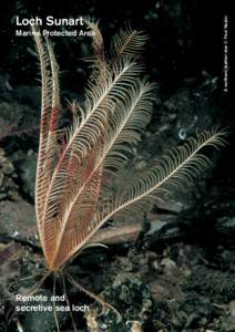 Marine Protected Area  Remote and secretive sea loch  A northern feather star © Paul Naylor