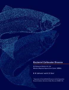 Oily fish / Salmonidae / Bacteroidetes / Flavobacterium / Cytophaga / Trout / Rainbow trout / Oncorhynchus / Fish diseases and parasites / Fish / Fish diseases / Aquaculture