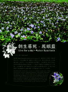 朝生暮死 - 鳳眼藍 Live for a day - W a t e r H y a c i n t h 文 | 章詠嵐 Text | Candy Cheung 鳳眼藍 Water Hyacinth (Eichhorinia crassipes) 是一種常見的水生植物，擁有漂 亮的名字，外型亦
