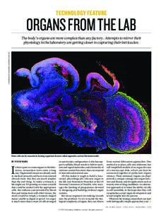 TECHNOLOGY FEATURE  ORGANS FROM THE LAB J. KNOBLICH, M. LANCASTER, AUSTRIAN ACAD. SCI.  The body’s organs are more complex than any factory. Attempts to mirror their