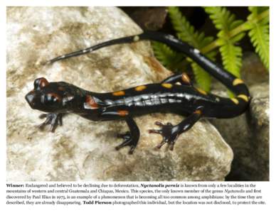Winner: Endangered and believed to be declining due to deforestation, Nyctanolis pernix is known from only a few localities in the mountains of western and central Guatemala and Chiapas, Mexico. This species, the only kn