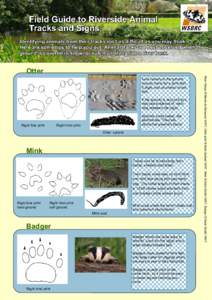 Cat / Badger / Water vole / Biota / Species