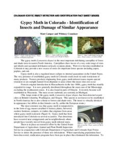 Colorado Exotic Insect Detection and Identification Fact Sheet Series  Gypsy Moth in Colorado - Identification of Insects and Damage of Similar Appearance Matt Camper and Whitney Cranshaw