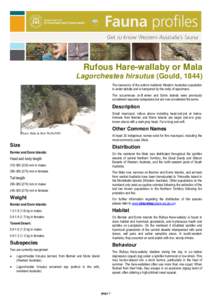 Rufous Hare-wallaby or Mala Lagorchestes hirsutus (Gould, 1844) The taxonomy of the extinct mainland Western Australian population is under debate and is hampered by the rarity of specimens. The occurrences on B ernier a