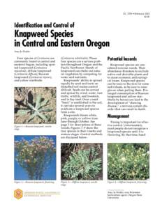 Identification and Control of Knapweed Species in Central and Eastern Oregon, EC[removed]Oregon State University)