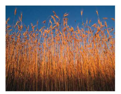 Microsoft Word - L2 Wheat Pics & Whole Grain Poster.doc
