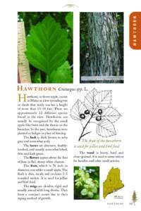 HAWTHORN  H    Crataegus spp. L. H