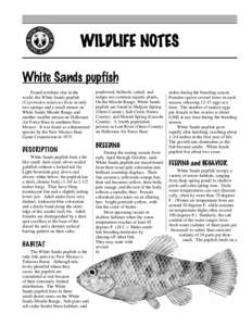 WILDLIFE NOTES White Sands pupfish Found nowhere else in the world, the White Sands pupfish (Cyprinodon tularosa) lives in only two springs and a small stream on