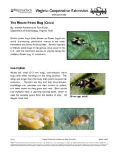 The Minute Pirate Bug (Orius) By Heather Andrews and Tom Kuhar Department of Entomology, Virginia Tech Minute pirate bugs (also known as flower bugs) are small, fast-moving predacious insects in the order Hemiptera and f