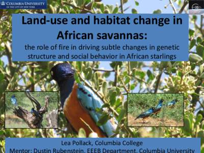 Land-use and habitat change in African savannas: the role of fire in driving subtle changes in genetic structure and social behavior in African starlings  Lea Pollack, Columbia College