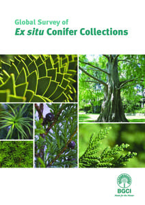 Global Survey of  Ex situ Conifer Collections Global Survey of