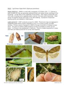 PEST: Light Brown Apple Moth (Epiphyas postvittana) BASIC PROFILE: LBAM is a moth with a wingspan of 15-25mm[removed]”). Coloring is quite variable but they are generally yellowish-brown with darker brown markings on t