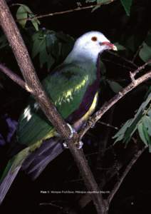 Plate 1: Wompoo Fruit-Dove, Ptilinopus magnificus (Mapiii Plate 2: Southern Cassowary, Casuarius casuarius (Map 39).