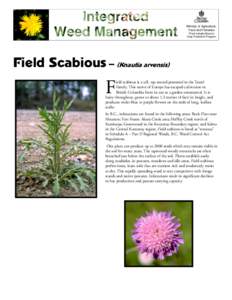 Field Scabious Factsheet, Knautia arvensis - Integrated Weed Management
