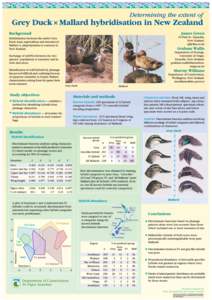 Grey Duck x Mallard hybridisation in New Zealand