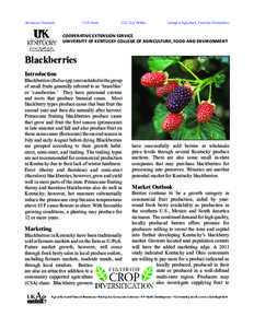 Blackberry / Bramble / Raspberry / Produce / Ziziphus mauritiana / Loganberry / Fruit / Rubus / Berries
