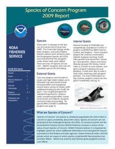 Megafauna / Epinephelus / Acroporidae / Conservation in the United States / Endangered Species Act / Epinephelus nigritus / Montipora dilatata / Black abalone / Saltmarsh topminnow / Fish / Phyla / Haliotidae