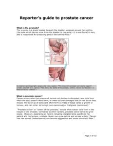 Reporter’s guide to prostate cancer What is the prostate? The prostate is a gland located beneath the bladder, wrapped around the urethra (the tube which carries urine from the bladder to the penis). It is only found i
