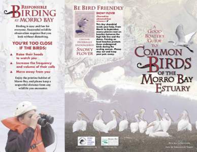 Podicipedidae / Pelecanus / Ardea / Great Egret / Herons / Royal Tern / Bufflehead / Western Grebe / Morro Bay /  California / Neognathae / Ornithology / Birds of North America
