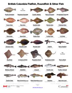 Butter sole / Flathead sole / Starry flounder / Fish anatomy / English sole / Rock sole / Solenette / Starksia atlantica / Fish / Pleuronectidae / Rex sole