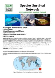 Species Survival Network CITES COP16 2013 • Bangkok, Thailand Scalloped Hammerhead Shark Sphyrna lewini