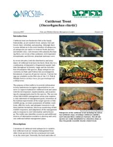 Bonneville cutthroat trout / Rio Grande cutthroat trout / Greenback cutthroat trout / Yellowstone cutthroat trout / Cutthroat trout / Colorado River cutthroat trout / Coastal cutthroat trout / Westslope cutthroat trout / Lahontan cutthroat trout / Oncorhynchus / Fish / Trout