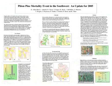 Bark beetle / Pinyon pine / Colorado Pinyon / Pinus / Curculionidae / Woodboring beetles