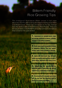 Bittern Friendly Rice Growing Tips The endangered Australasian Bittern arrives in rice crops about two months after sowing and begins nesting once there is sufficient cover. These tips are based on the key findings from 