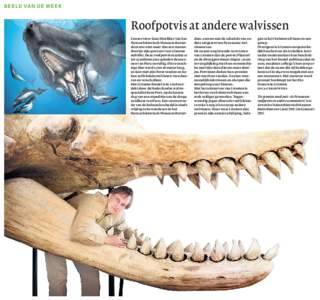 B E E L D VA N D E W E E K  Roofpotvis at andere walvissen Conservator Kees Moeliker van het Natuurhistorisch Museum Rotterdam zou niet meer dan een tussendoortje zijn geweest voor Livyatan melvillei. Deze roofpotvis maa