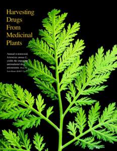 Harvesting Drugs From Medicinal Plants Annual wormwood,