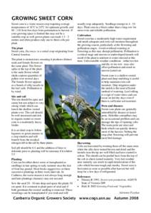 GROWING SWEET CORN Sweet corn is a warm season crop requiring average temperatures of 16OC to 24OC for optimum growth, andfrost free days from germination to harvest. If your growing space is limited this may n
