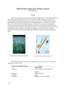 BEGINNING BOTANY WITH CAMAS Gail McEachron CAMAS The Camas plant (Camassia quamash) has a bright blue or white stalk of flowers and a bulb covered with black bark. It is a member of the lily family. In 1832, the botanist